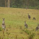 Kangaroo Valley